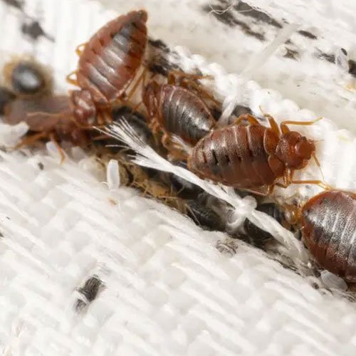 Bed-Bugs-Control