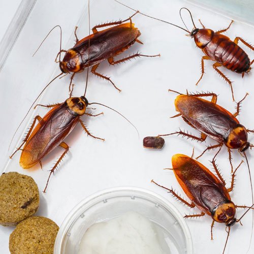 Cockroach-Control