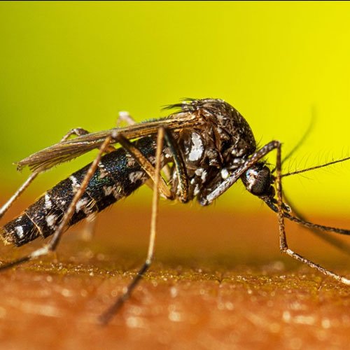 Mosquito-Control